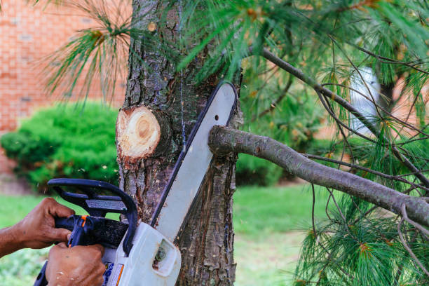 Best Best Tree Removal Services  in West Pasco, WA